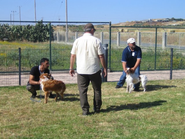 17th National Breed Show